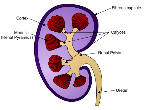 microstructure of kidney